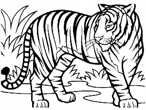 Рисунки раскраски тигра