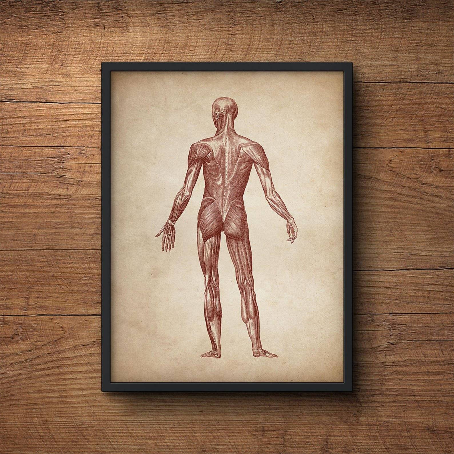 Анатомический плакат. Анатомические плакаты. Анатомический плакат человека. Постер анатомия человека. Постеры по анатомии.