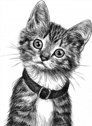 Котик рисунок карандашом сложный
