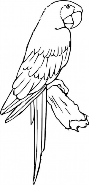 Попугай ара контурный рисунок