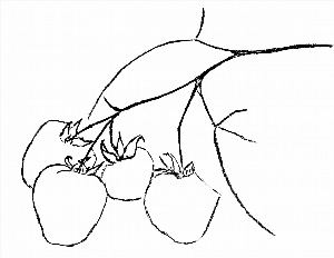 Как нарисовать малину