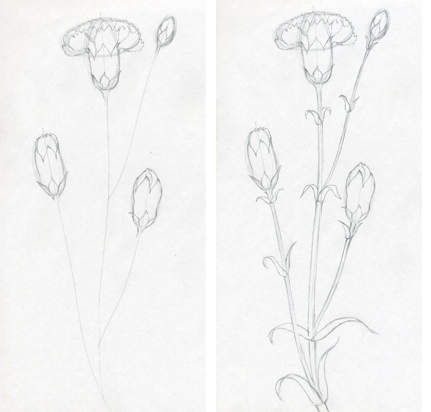 Гвоздики поэтапно. Зарисовки растений. Поэтапный рисунок гвоздики. Растения рисунок карандашом. Наброски растений карандашом.