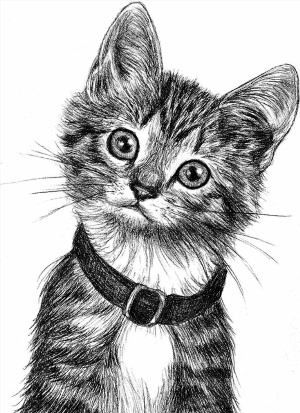 Рисунок карандашом котенок