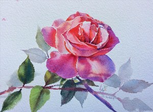 Розы рисунок акварелью