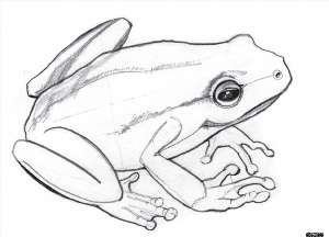 Рисунки карандашом лягушка