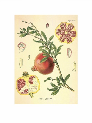 Постеры ботаника