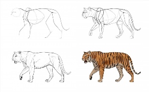 Как нарисовать тигрицу