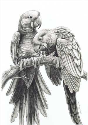 Рисунки карандашом попугай