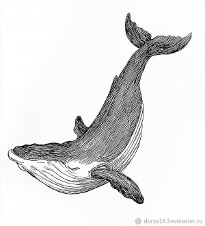 Рисунки карандашом кит