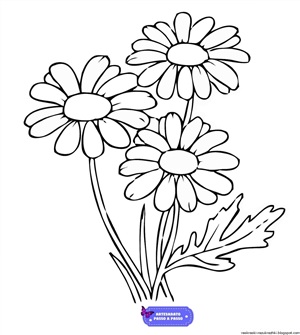 Рисунки раскраски цветок ромашка