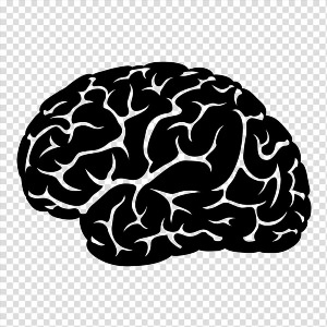 Векторный рисунок мозга
