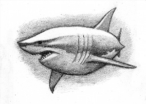 Красивая акула рисунок