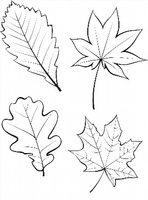 Осенние листья контурный рисунок