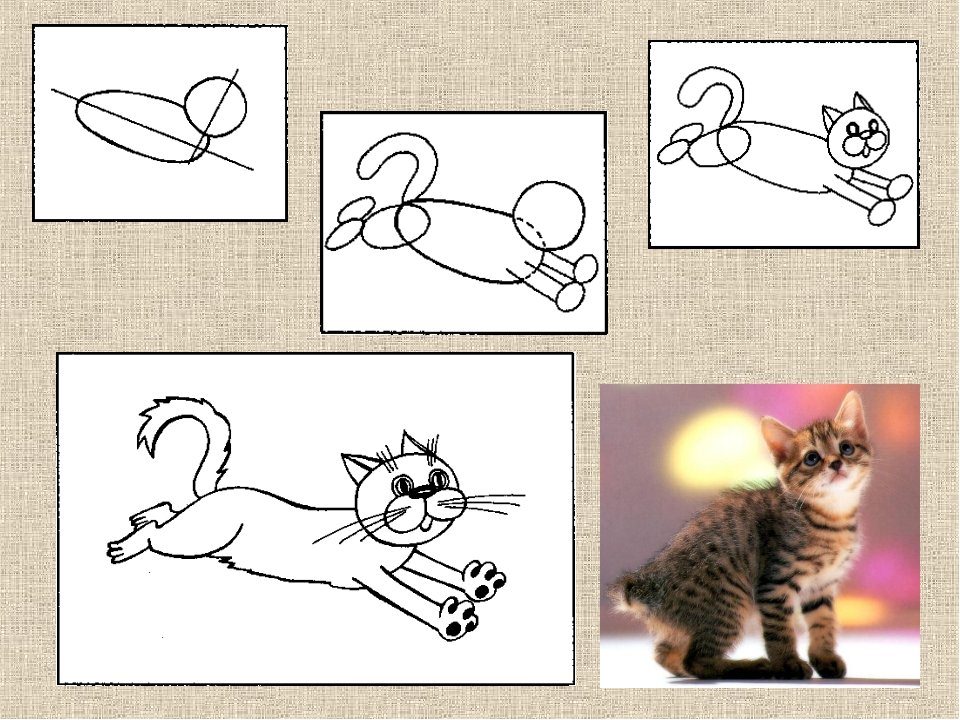 Изобразить характер животного. Схема рисования кота. Рисование 3 класс. Схема рисования кошки в старшей группе. Поэтапное рисование кошки для дошкольников.
