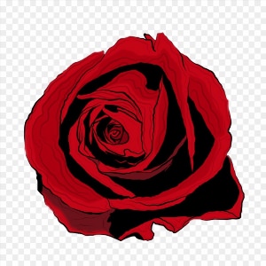 Розы арт рисунок