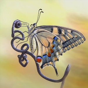 Бабочка прикольные рисунки