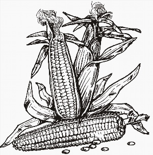 Кукуруза контурный рисунок