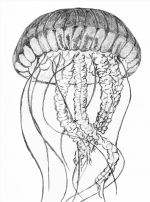 Рисунки карандашом медуза