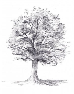 Рисунки карандашом дерево