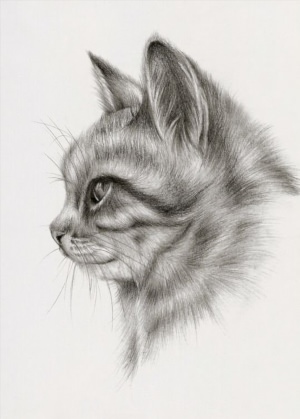 Кот рисунок сложный карандашом