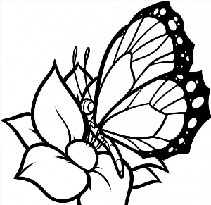 Контурные рисунки бабочек карандашом