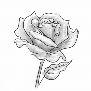 Рисунок розы легкий