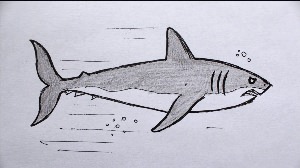 Легкий рисунок акулы