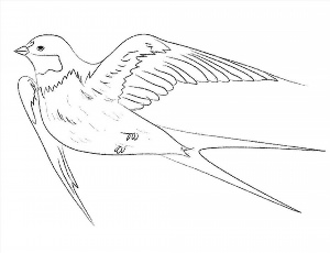 Рисунки карандашом перелетные птицы
