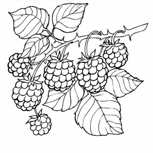 Контурный рисунок ягод