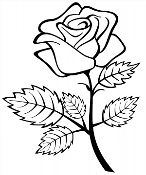 Цветы розы контурный рисунок
