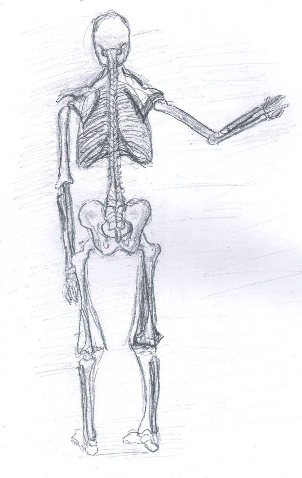 Скелет для рисования. Скелет анатомия. Скелет человека для рисования. Скелет рисунок карандашом. Как рисовать скелет