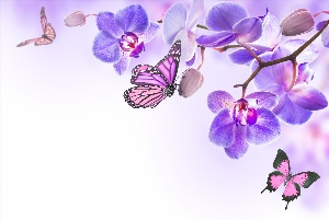 Фоновые рисунки орхидеи
