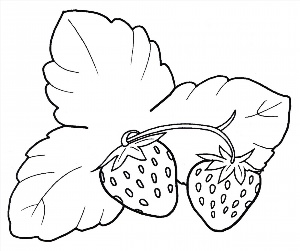 Контурный рисунок ягод