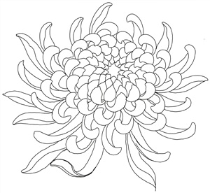 Хризантема контурный рисунок