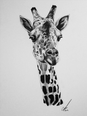 Рисунки жираф ручкой