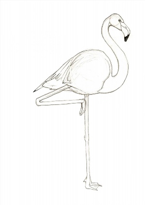 Рисунки карандашом фламинго