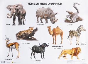 Плакат животные