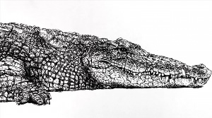 Рисунки крокодил ручкой