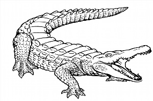 Рисунки раскраски крокодил