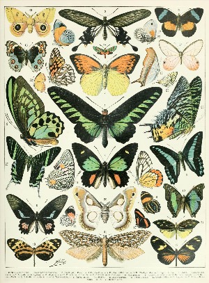 Постер бабочки