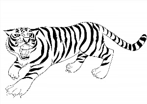 Амурский тигр контурный рисунок
