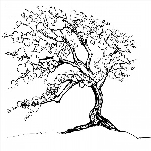 Рисунки карандашом дерево сакура