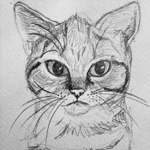 Рисунок карандашом кот
