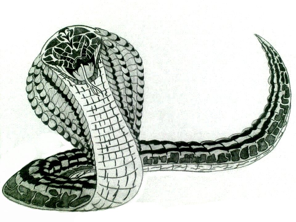 Кобра анаконда. Королевская Кобра Нагайна. Змея Кобра Нагайна. Египетский Аспид змея. Нагайна арт змея.