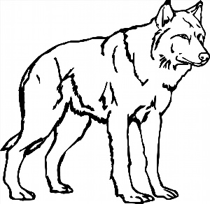 Рисунок волк контурный