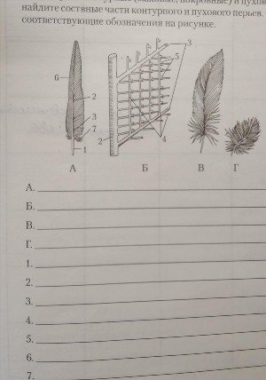 Рисунок контурного пера птицы
