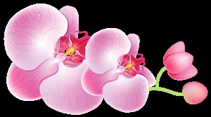 Орхидея клипарт