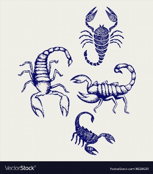 Как нарисовать скорпиона