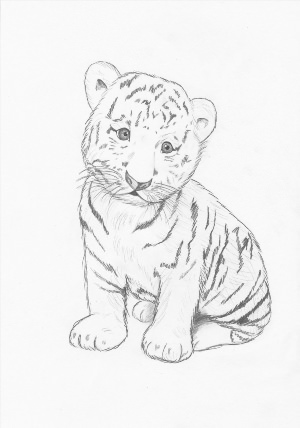 Рисунки карандашом тигр