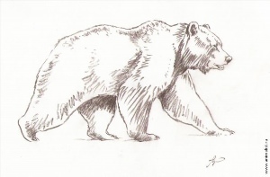 Рисунки карандашом бурый медведь